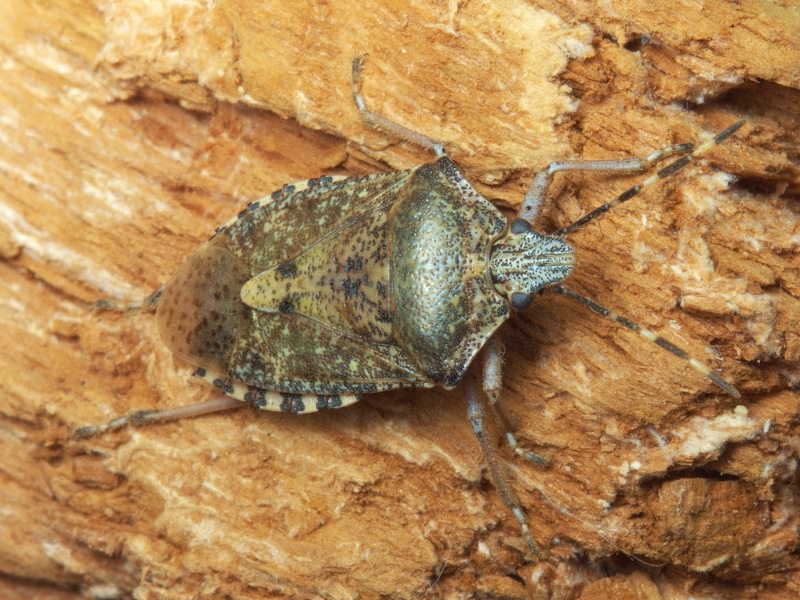 Rhaphigaster nebulosa (Poda, 1761)